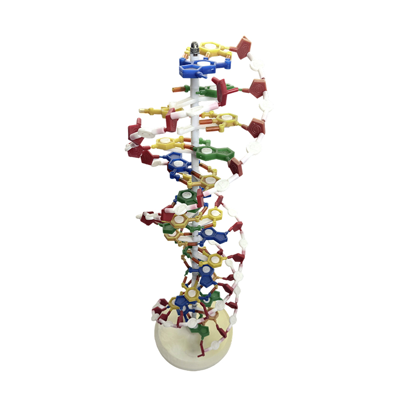 DNA-modell, DNA-dubbelhelixmodell, DNA-färgad dubbelhelix-medicinsk modell