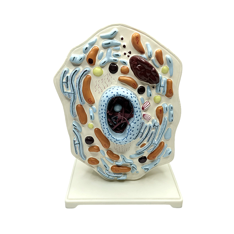 Animal anatomical model medicinsk utbildning förstora djurcell modell