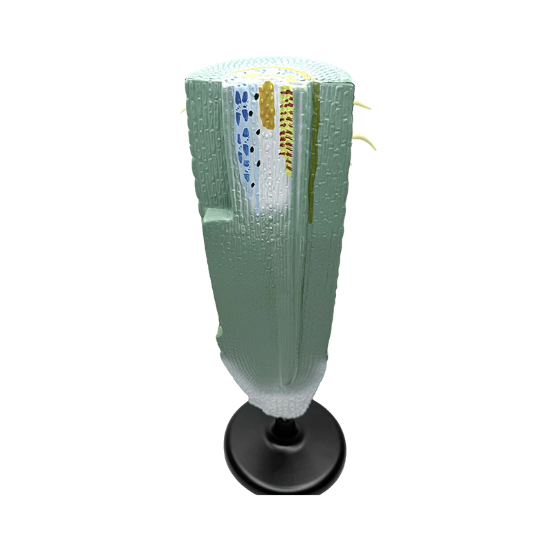 Utbildningsutrustning växtrot longitudinell utskuren modell/anatomisk modell växtrotmodell