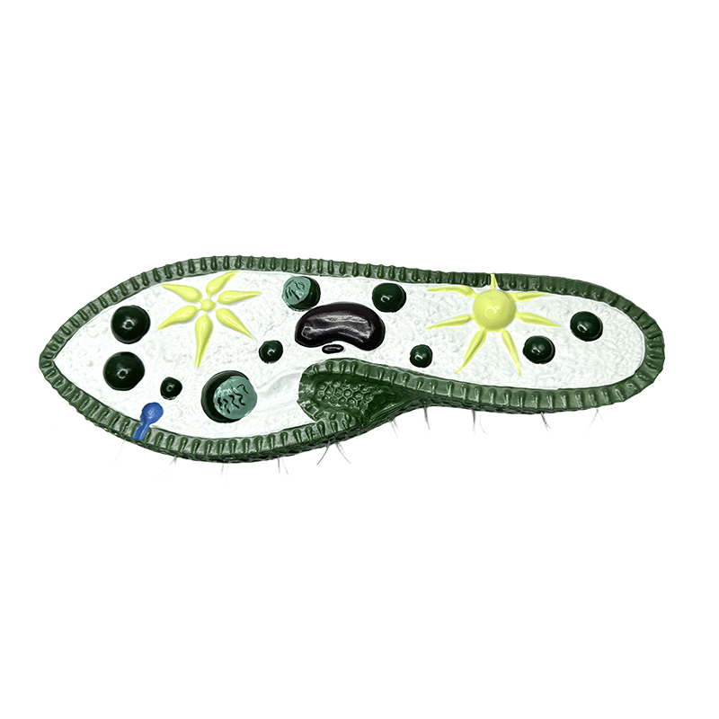 Biologiundervisningsinstrumentmodell, parameciummodell