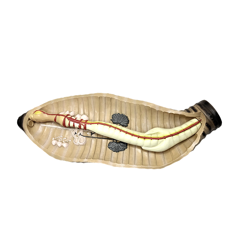 Middle och high school biologi undervisning instrument daggmask anatomisk modell