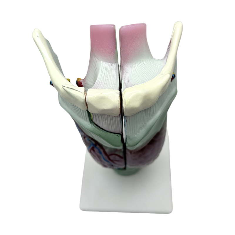 Medicinsk anatomisk modell skola och sjukhus undervisning larynx anatomisk modell
