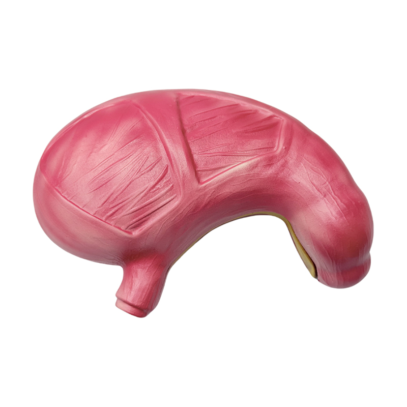 Medicinska anatomiska mänskliga matsmältningsorganen magen anatomisk modell