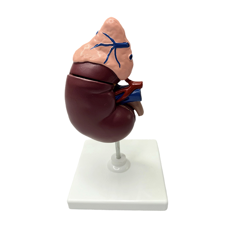 Njur- och binjuremodeller anatomisk modell av människokroppen medicinsk modell anatomisk undervisning