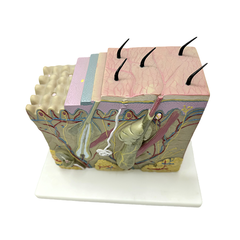 Skin block modell hud anatomisk modell anatomiska modeller hud