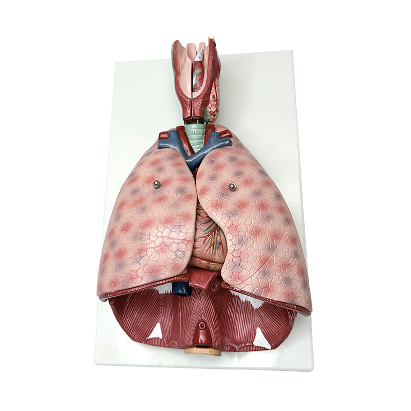 Lunganatomimodell med struphuvud (7 delar) medicinsk mänsklig undervisningsmodell mänsklig anatomisk modell