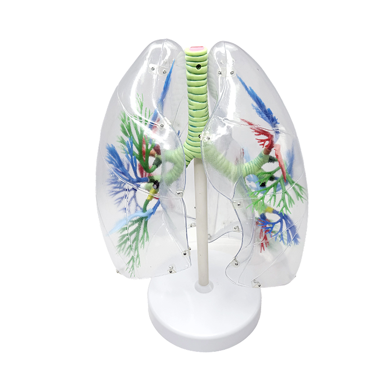 Mänsklig lungmodell förstorad mänsklig segmentell anatomisk lungmodell andningsorgan mänskliga organ transparenta anatomiska modeller