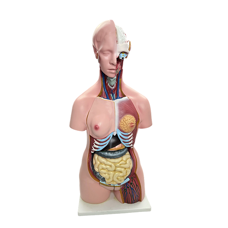 Demonstration av människokroppens kön, simulering av bålmodell av mänskliga organ, 85 cm medicinsk anatomi undervisning