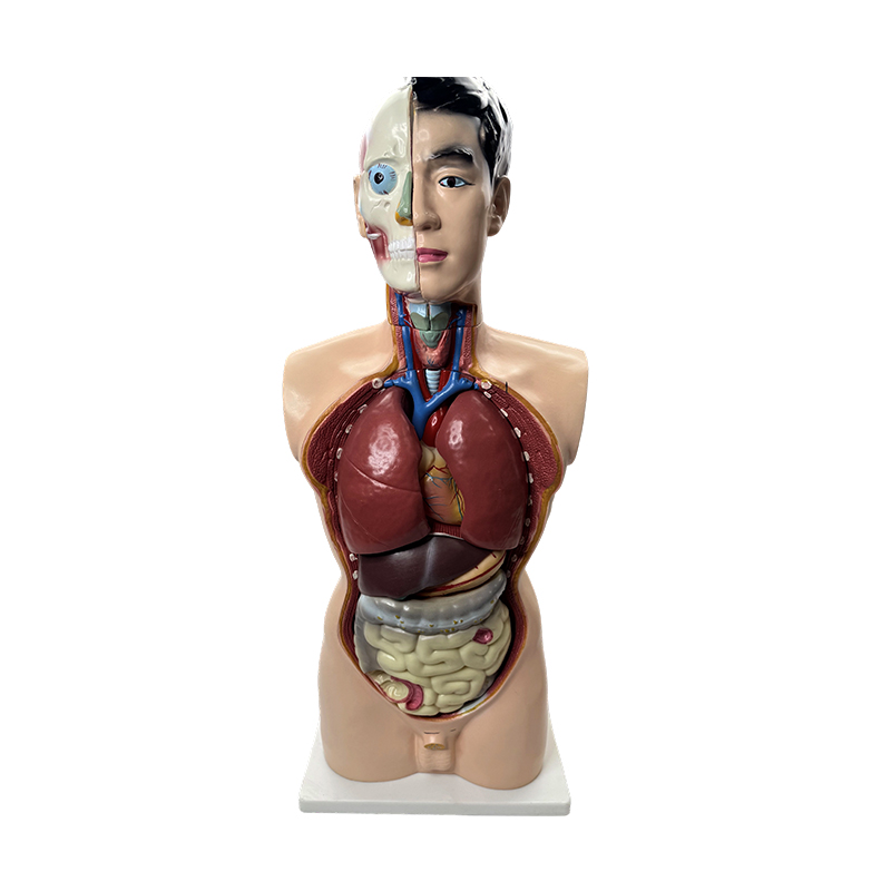 Medicinsk anatomi modell 85cm manlig torso modell