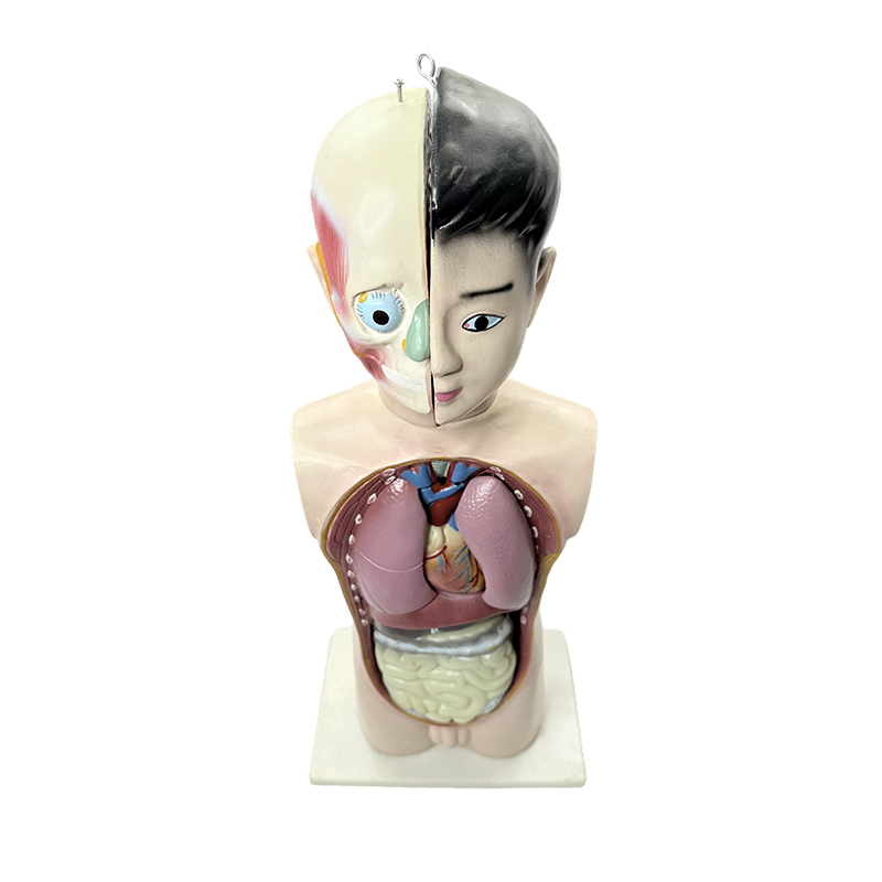 Mänsklig tonåring halvkroppsbålmodell 65cm medicinsk biologi anatomisk bålmodell