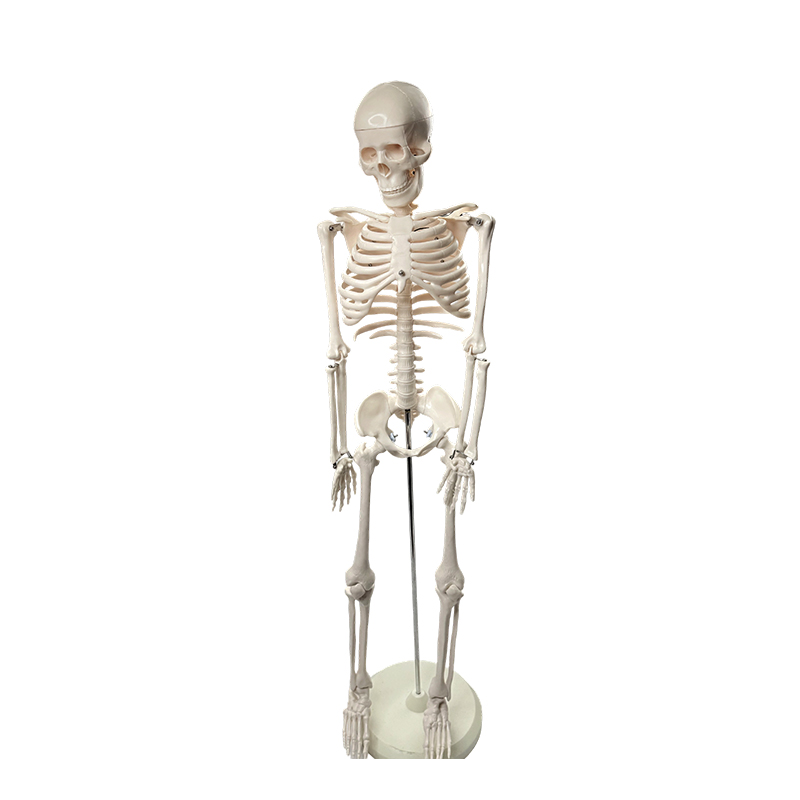 Människoskelett modell 85cm