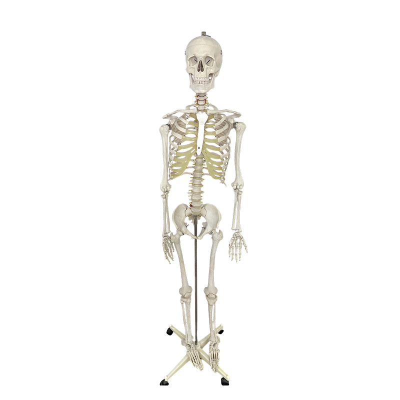 Människoskelett modell 170cm
