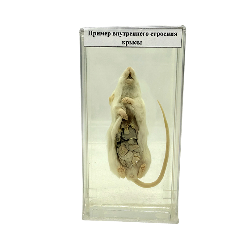 Råttans anatomiska prov