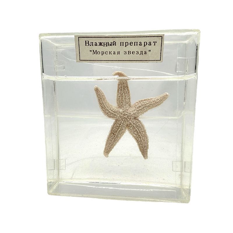Havsstjärna biologiskt exemplar