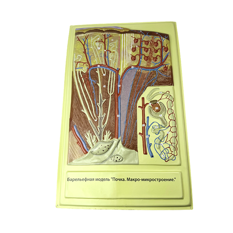 Reliefmodell av tarmvillus